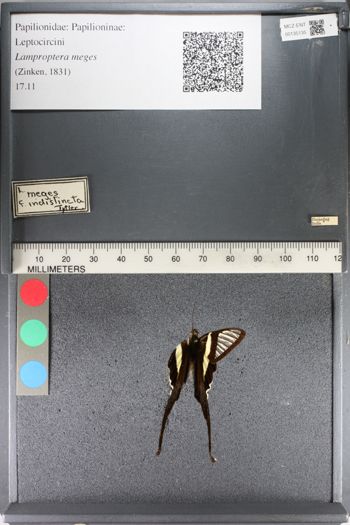 Media type: image;   Entomology 135135